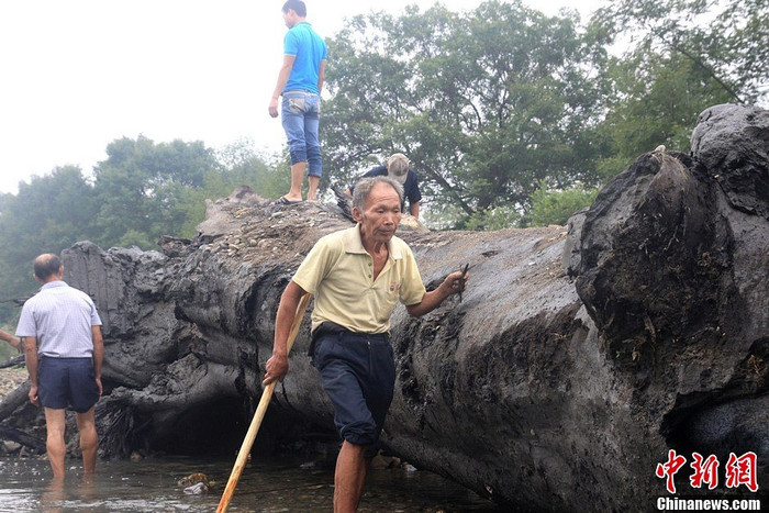 Đường kính thân cây khoảng 1,6 mét. Đường kính thân cây khoảng 1,6 mét.