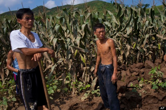 Nông dân Bắc Triều Tiên (hình minh họa)