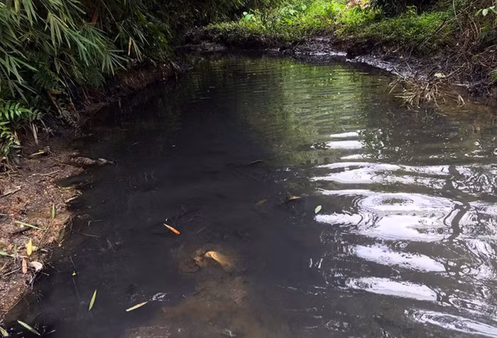 Chất thải đã chảy lan ra suối rồi vào hồ Đầm Bài, là nơi cấp nước cho Nhà máy nước Sông Đà. ảnh: QĐ.