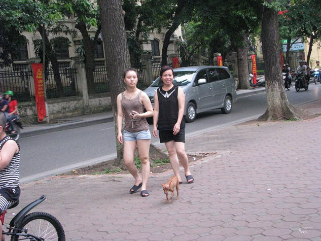 Thật mát mẻ và thư thái khi có cún cưng cùng xuống phố. Thật mát mẻ và thư thái khi có cún cưng cùng xuống phố.