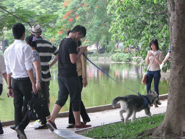 Vừa dạo cùng thú cưng, vừa tranh thủ nghe nhạc, nhắn tin… đang trở thành một phong trào của teen Hà Thành. Vừa dạo cùng thú cưng, vừa tranh thủ nghe nhạc, nhắn tin… đang trở thành một phong trào của teen Hà Thành.