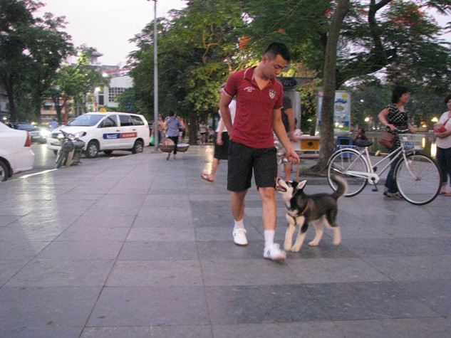 Nhiều bạn xem cún như “ con ruột” của mình vậy. Nhiều bạn xem cún như “ con ruột” của mình vậy.