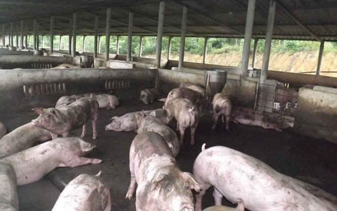 Ảnh minh họa: Báo Tài nguyên và Môi trường Ảnh minh họa: Báo Tài nguyên và Môi trường