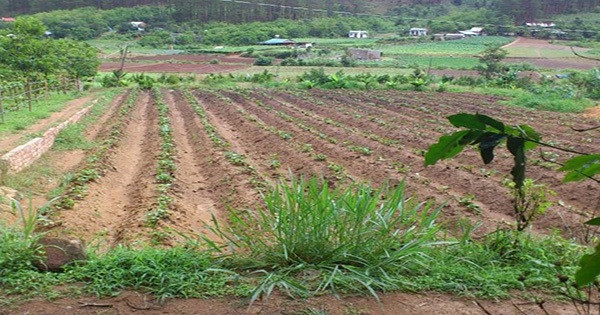 Ảnh minh họa: VGP Ảnh minh họa: VGP