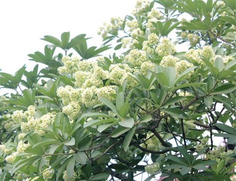 Hoa sữa có lông, dễ phát tán trong không khí. Trẻ em, người già có thể bị hen suyễn nặng hơn. Ảnh: Phan Dương. Hoa sữa có lông, dễ phát tán trong không khí. Trẻ em, người già có thể bị hen suyễn nặng hơn. Ảnh: Phan Dương.