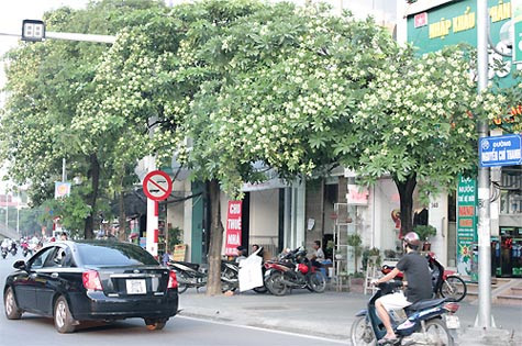 Phố Nguyễn Chí Thanh có hàng trăm cây hoa sữa. Vào mùa nở, cuộc sống người dân ở đây trở nên khó khăn hơn. Ảnh: Phan Dương. Phố Nguyễn Chí Thanh có hàng trăm cây hoa sữa. Vào mùa nở, cuộc sống người dân ở đây trở nên khó khăn hơn. Ảnh: Phan Dương.