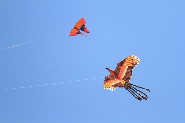 Diều chim đại bàng và con bướm... Diều chim đại bàng và con bướm...