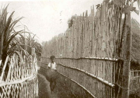 Hàng rào tre bao bọc quanh một ngôi nhà để tránh sự tấn công của hổ.