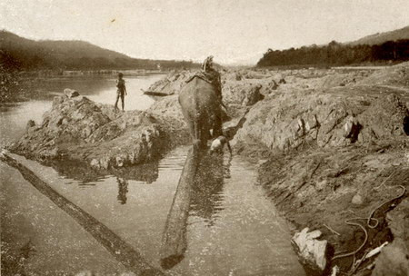 Vận chuyển gỗ bằng voi.