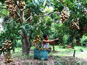 Người dân thu hoạch nhãn. Ảnh: Đình Huệ/TTXVN.