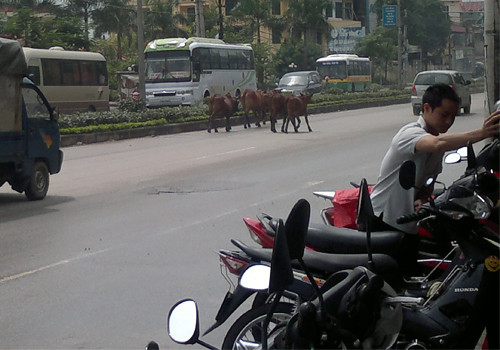 Bò đi trước dẫn đường. Ảnh: Vũ Thành Bang. Bò đi trước dẫn đường. Ảnh: Vũ Thành Bang.