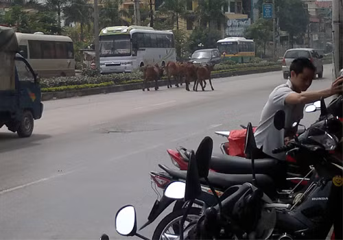 Bò đi trước dẫn đường. Ảnh: Vũ Thành Bang. Bò đi trước dẫn đường. Ảnh: Vũ Thành Bang.