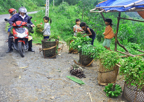 Các bé gái ở Tây Trà đã sớm bươn chải, mưu sinh: Một buổi đến trường, một buổi mang gùi lên núi hái rau rừng để bán kiếm tiền phụ giúp gia đình.