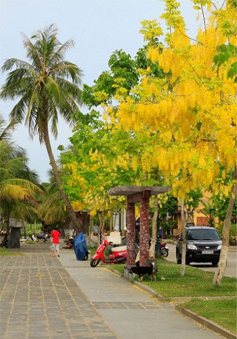 Hoa mai Nhật vàng rực góc phố cổ. Hoa mai Nhật vàng rực góc phố cổ.