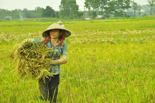 Chị Tuyết cho biết “vụ này lúa nhà chị không được bằng vụ trước, do bận công việc khác nên không chăm sóc chu đáo như những hộ gia đình khác”.