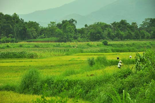 Trên những cánh đồng ở thôn quê.