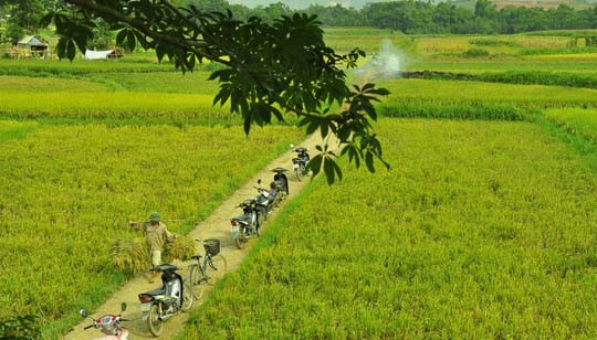 Vẻ đẹp thơ mộng được người dân “vẽ” trên cánh đồng của mình.