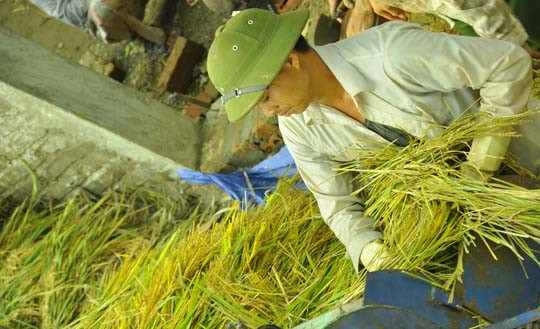 Lúa được chuyển vào máy rất nhanh.