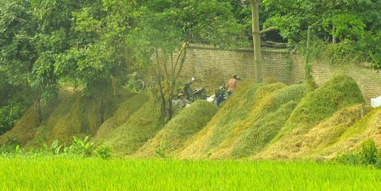 Rơm rạ sau khi tuốt được chất đống bên bờ ruộng.