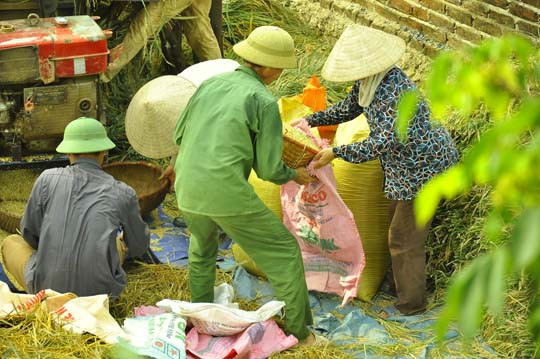 Thóc nhanh chóng được chuyển vào bao tải.