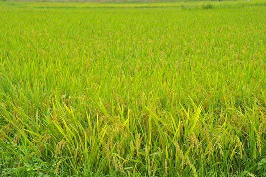 Lúa vàng rực, chín rộ trong nắng mới.