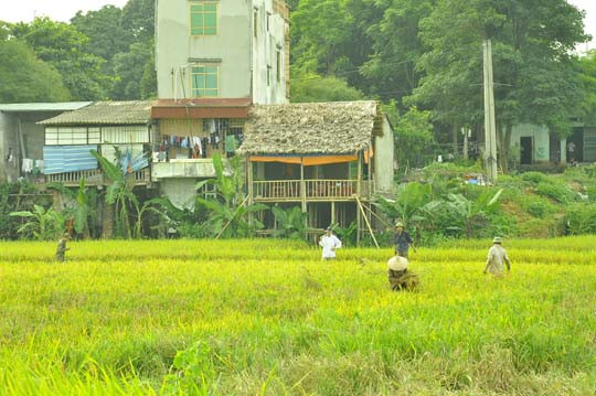Một mùa thu hoạch lúa mùa được tiến hành nhộn nhịp và khẩn trương.