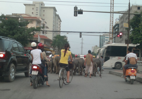 Trâu bò cũng phải đứng chờ đèn đỏ. Ảnh: Việt Hưng.