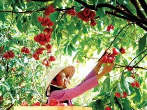 Vườn cây trái Lái Thiêu khi hôn em lần đầu. Ảnh: Vườn cây trái Lái Thiêu. Nguồn: Internet. Vườn cây trái Lái Thiêu khi hôn em lần đầu. Ảnh: Vườn cây trái Lái Thiêu. Nguồn: Internet.