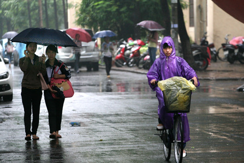 Em tan trường về...đường mưa nho nhỏ...chim non dấu mỏ...dưới cội hoa vàng. Ảnh minh họa: Lê Hiếu/ Ngôi sao. Em tan trường về...đường mưa nho nhỏ...chim non dấu mỏ...dưới cội hoa vàng. Ảnh minh họa: Lê Hiếu/ Ngôi sao.