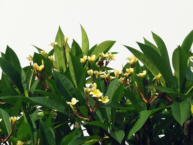 Đại trắng truyền thống. Đại trắng truyền thống.