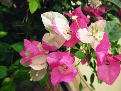 Hoa giấy khoe sắc của mình. Hoa giấy khoe sắc của mình.