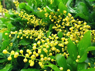 Hoa ngâu tí hon. Hoa ngâu tí hon.