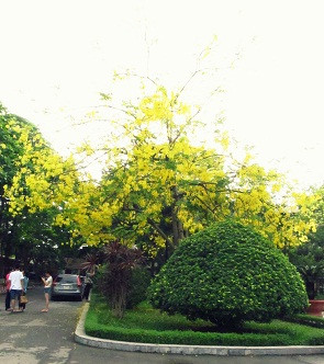 Cây hoa muồng yến ở cổng chính trường Đại học Sư phạm. Cây hoa muồng yến ở cổng chính trường Đại học Sư phạm.