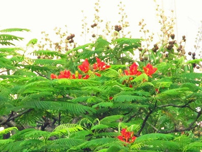 Vẫn còn vương lại chút đỏ rực của phượng. Vẫn còn vương lại chút đỏ rực của phượng.