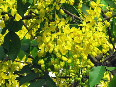 Đây chính là quốc hoa của nước bạn Thái Lan. Đây chính là quốc hoa của nước bạn Thái Lan.