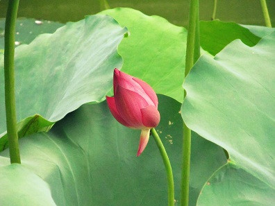 Sen thơm ngát trong khuôn viên khoa Pháp. Sen thơm ngát trong khuôn viên khoa Pháp.