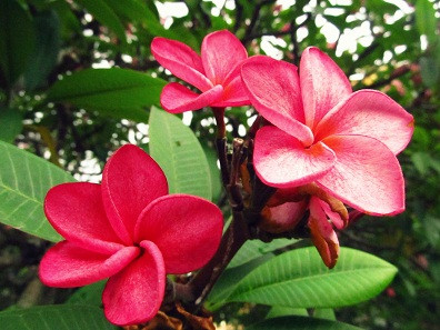 Đại đỏ rực rỡ. Đại đỏ rực rỡ.