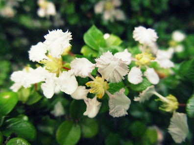 Có loài hoa trắng tinh khiết như sương. Có loài hoa trắng tinh khiết như sương.