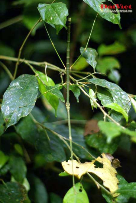 Bọ que là một trong những loài côn trùng kỳ lạ và lý thú nhất từng được con người biết đến. Chúng nổi tiếng với khả năng ngụy trang tài tình bằng hình dạng đặc thù trông giống như một cành cây. Sự ngụy trang hoàn hảo này giúp chúng tránh được sự phát hiện của các loài săn mồi. Màu sắc của bọ que cũng thay đổi tùy theo môi trường, ví dụ như loài bọ que màu nâu thường sống trên những cành cây khô, trong khi bọ que màu xanh lại sống trên những cành lá màu xanh.