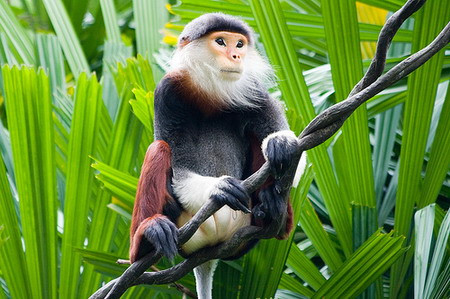 Voọc chà vá chân nâu (voọc ngũ sắc) phân bố từ Thanh Hóa, dọc dãy Trường Sơn tới Gia Lai, Kontum, Đắc Lắc, Lâm Đồng, Đồng Nai, Sông Bé, Tây Ninh. Chúng có thân hình thon mảnh, bộ lông nhiều màu, đỉnh đầu, trán màu đen, mặt, cằm trắng nhạt, vùng dưới mắt, dưới họng, cổ, ngực màu hung đỏ rực rỡ, lưng mầu xám nhạt, vai màu xám đen, đùi màu đen, ống chân màu nâu đỏ thẫm, đuôi rất dài, màu trắng… Voọc chà vá chân nâu sống trong rừng già, rừng nguyên sinh trên núi cao 500 - 1000 m so với mặt biển, thức ăn chủ yếu là quả cây rừng, lá nõn cây, ngô khoai, sắn và rau xanh trên nương rẫy. Đây là một loài vật nắm trong danh mục nguy cấp ở Việt Nam.