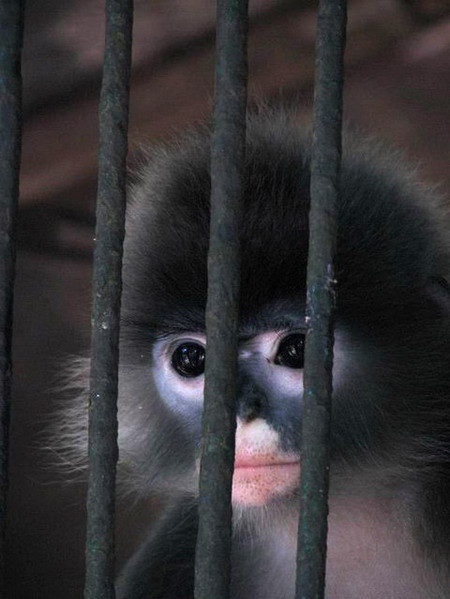 Voọc xám phân bố ở nhiều khu rừng từ Tây Bắc cho đến Nghệ An. Chúng có bộ lông mầu xám tro, trên đầu có mào lông, da bao quanh mắt có màu xanh, lông ở vùng lưng thẫm hơn ở vùng bụng. Bên hông có các lông dài, đầu lông có ánh bạc. Voọc xám sống ở những vùng rừng cây cao trên núi đá vôi, không sống trên rừng hỗn giao tre nứa. Hiện trạng về phân bố, và số lượng voọc xám ở nước ta trong những năm gần đây chưa được nghiên cứu đầy đủ.