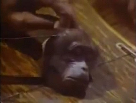 Một con Voọc bị "hành xử". Một con Voọc bị "hành xử".