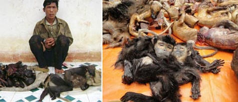 Đối tượng săn voọc bị bắt giữ tại trạm kiểm lâm Đất Đỏ; vô số xác voọc bị chặt đầu, lột da, mổ bụng được tìm thấy trong một đợt truy quét của Kiểm lâm tỉnh Lâm Đồng. Đối tượng săn voọc bị bắt giữ tại trạm kiểm lâm Đất Đỏ; vô số xác voọc bị chặt đầu, lột da, mổ bụng được tìm thấy trong một đợt truy quét của Kiểm lâm tỉnh Lâm Đồng.