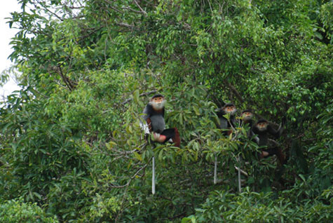 Một gia đình Voọc chà vá. Một gia đình Voọc chà vá.