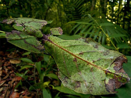 Với hình dáng giống hệt một chiếc lá, từ màu sắc, hình dáng, đường gân, cho tới những rung động nhè nhẹ trong gió, khả năng ngụy trang của bọ lá có thể nói là hoàn hảo. Ngay cả càc đường riềm của chúng cũng có sắc úa và vẻ “te tua” của một chiếc lá cây già cỗi.