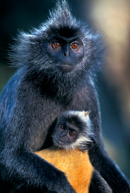 Voọc bạc sống chủ yếu ở vùng rừng núi Nam Việt Nam, tiếp giáo Lào và Campuchia. Chúng có bộ lông màu sẫm, chân lông màu trắng, trông giống như tóc bạc của người. Trên đầu có lông mọc dài thành chóp nhọn, mặt màu đen không có vòng tròn trắng, xung quanh khóe mắt, tay và chân đen. Voọc bạc lúc mới sinh có lông toàn thân màu vàng. Voọc bạc sống trên cây cao, đôi khi cũng gặp ở rừng sình lầy. Chúng sống theo bầy đàn khoảng 10 - 15 con, hiếm ăn ban ngày, thức ăn là lá non, hoa, quả cây rừng và sâu bọ. Hiện trạng của voọc bạc ở nước ta cha xác định được. Chúng đang đứng trước nguy cơ bị tuyệt chủng.