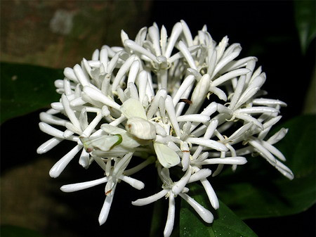 Khi ẩn mình trên những đóa hoa màu trắng, bọ ngựa trắng như trở nên vô hình trước cặp mắt của con mồi, cũng như những kẻ thù của mình. Điều này giúp chúng không tốn quá nhiều công sức để có được những bữa ăn no nên khi các loài côn trùng như ong, bướm đến hút mật hoa mà không hề phát hiện ra có một bông hoa “sát thủ” nằm lẫn trong chùm hoa trắng muốt.