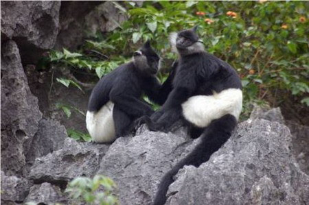 Voọc mông trắng cũng là một loài đặc hữu của Việt Nam, phân bố tại Yên Bái (Văn Chấn), Hòa Bình (Chi Nê), Ninh Bình (Cúc Phương), Thanh Hóa, Nghệ An (Quỳ Châu, Con Cuông), Hà Tĩnh (Hương Sơn). Chúng có bộ lông mầu đen, vùng mông có lông màu trắng kéo dài tới tận gốc đuôi và đùi, có mào lông trên đỉnh đầu. Voọc mông trắng thường sống thành đàn 5 - 10 con do con đực già làm đầu đàn. Nơi sống ưa thích là vùng rừng thứ sinh cây gỗ cao 4 - 5m, mọc trên vách đá có hang động.