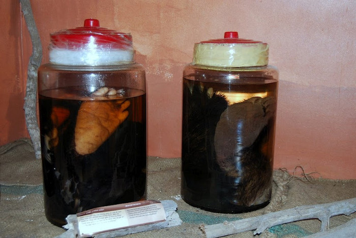 4 chân gấu ngựa Quảng Trị. 4 chân gấu ngựa Quảng Trị.