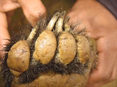 Cận cảnh móng vuốt của bàn chân gấu sau khi ngâm rượu.(Ảnh: Đỗ Doãn Hoàng).